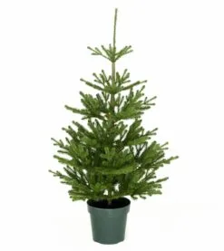 4ft Imperial Spruce Potted Feel-Real Artificial Christmas Tree