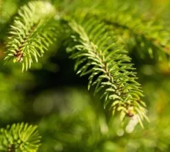 6.5ft Weeping Spruce Feel Real Artificial Christmas Tree 9 6.5ft Weeping Spruce Feel Real Artificial Christmas Tree -Christmas Sales Store weeping20spruce20unlit20close20up20kik 0