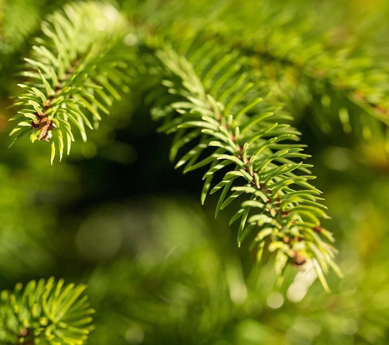 6.5ft Weeping Spruce Feel Real Artificial Christmas Tree 5 6.5ft Weeping Spruce Feel Real Artificial Christmas Tree - Image 3