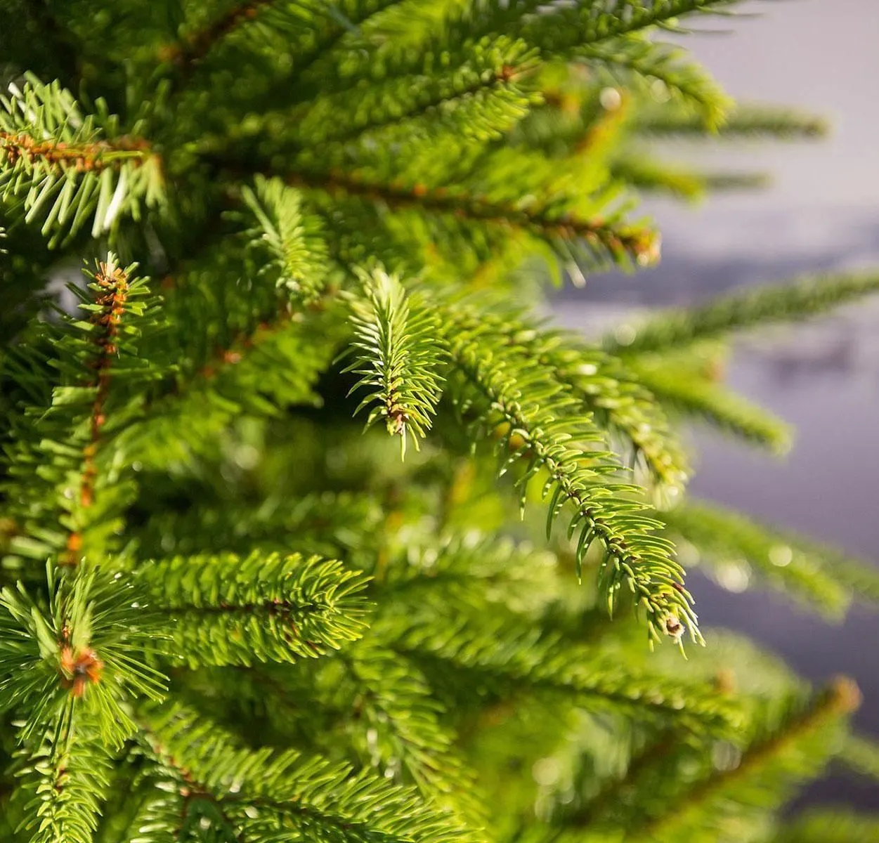 7.5ft Weeping Spruce Feel Real Artificial Christmas Tree 4 7.5ft Weeping Spruce Feel Real Artificial Christmas Tree - Image 2